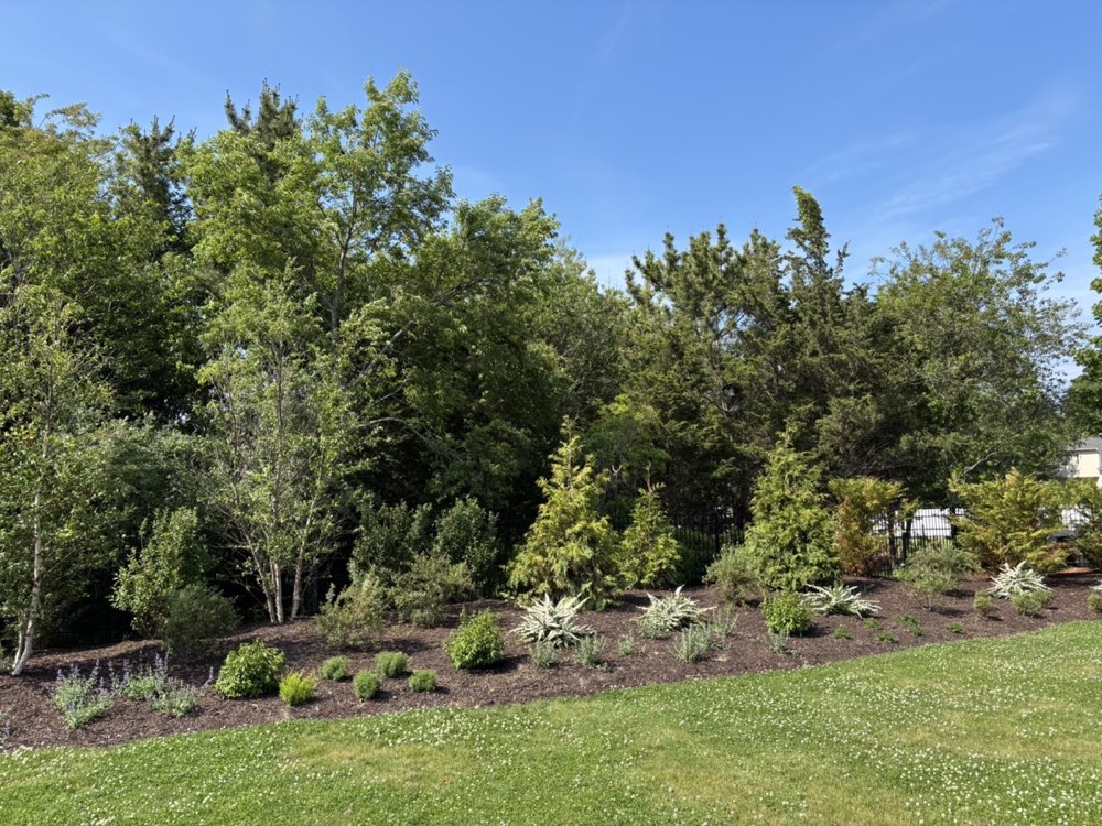 Newly planted bed of evergreens, ornamental grasses, and perennials in fresh mulch along a wooded property line