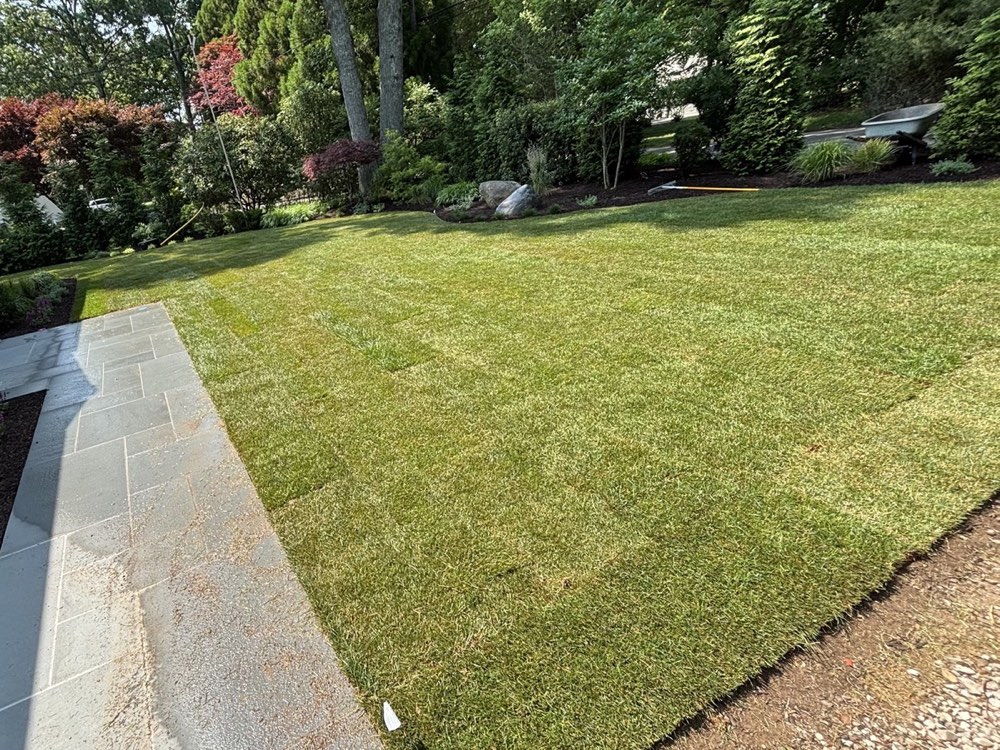 The same yard with fresh green sod installed